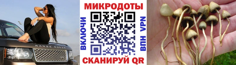 Галлюциногенные грибы Psilocybe  Егорьевск 